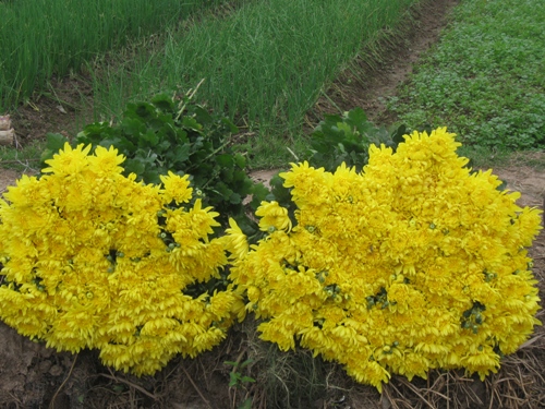 Hanoi’s flower village prepares for International Women’s Day